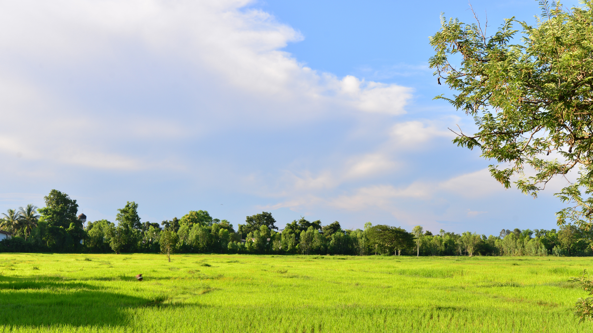 Exclusive 1-Acre Plot for Sale on Westlands